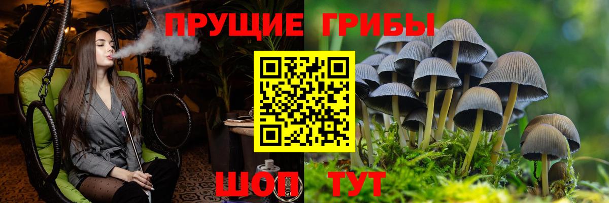 Кудрово  Галлюциногенные грибы Magic Shrooms  Вход с VPN 